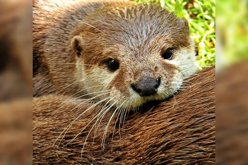  Esses animais apresentam hábitos semiaquáticos 