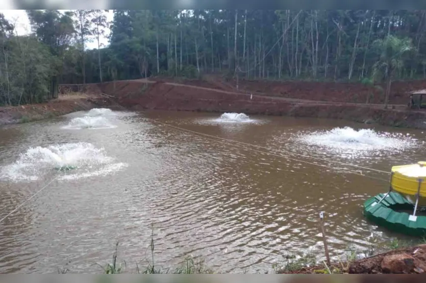  O Brasil é o quarto maior produtor de tilápia do mundo 