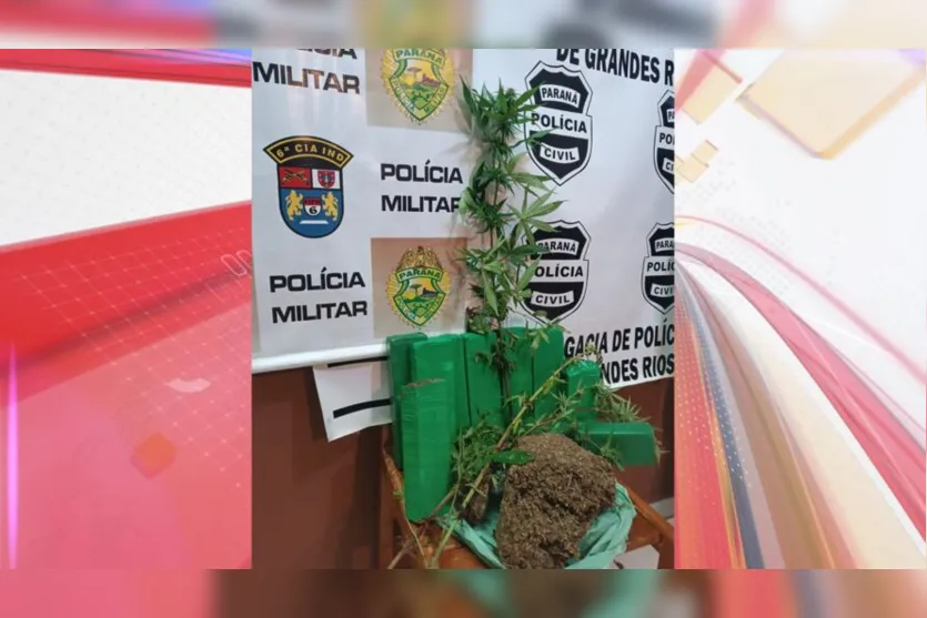  Pés de maconha foram apreendidos na operação 