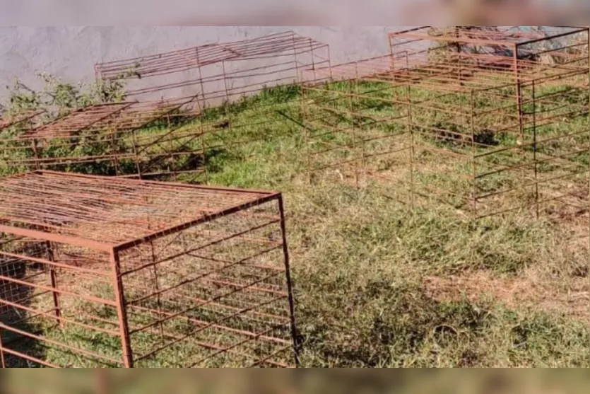 Polícia fecha 'rinha de galos' no PR; aves foram encontradas mutiladas