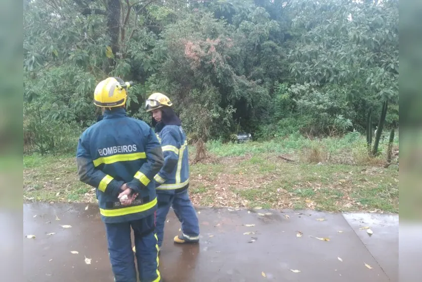 Carro desce a rua sem motorista e vai parar na mata do Parque Jaboti