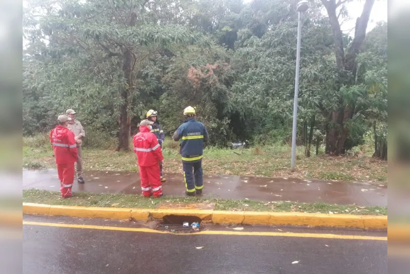 Carro desce a rua sem motorista e vai parar na mata do Parque Jaboti