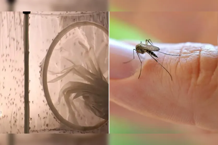 Combate ao mosquito da dengue; Londrina inicia nova etapa de projeto
