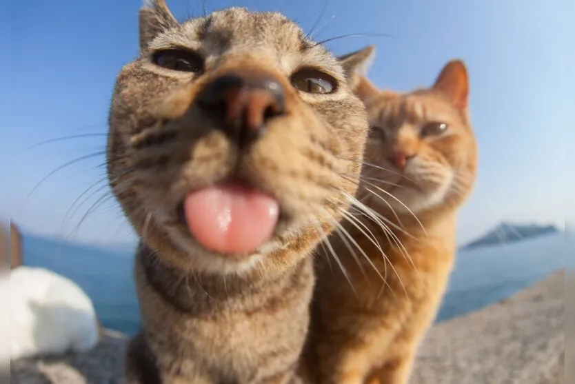 Concurso elege a foto mais engraçada de pets; confira os finalistas