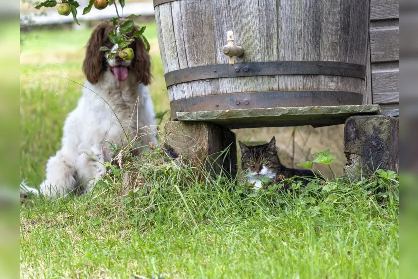 Concurso elege a foto mais engraçada de pets; confira os finalistas