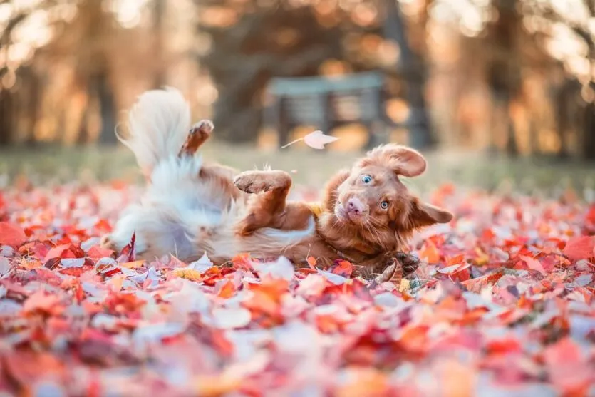 Concurso elege a foto mais engraçada de pets; confira os finalistas