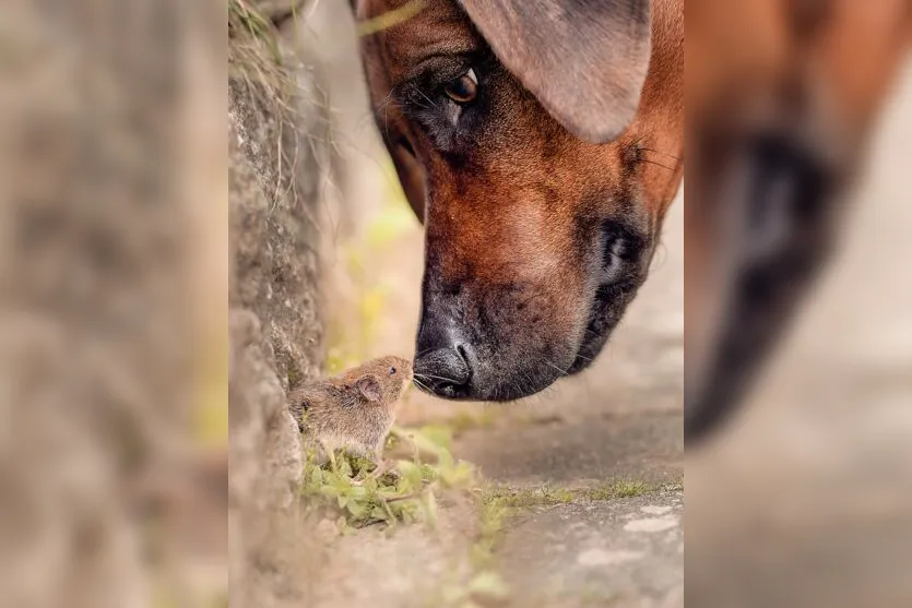 Concurso elege a foto mais engraçada de pets; confira os finalistas