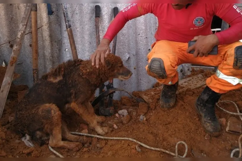  O cão recebeu água e foi entregue a um morador 