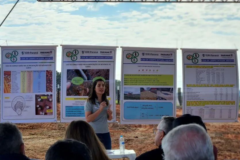 Pesquisas incentivam opções de alimentação para gado de corte; veja