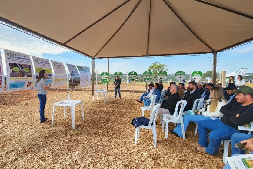 Pesquisas incentivam opções de alimentação para gado de corte; veja