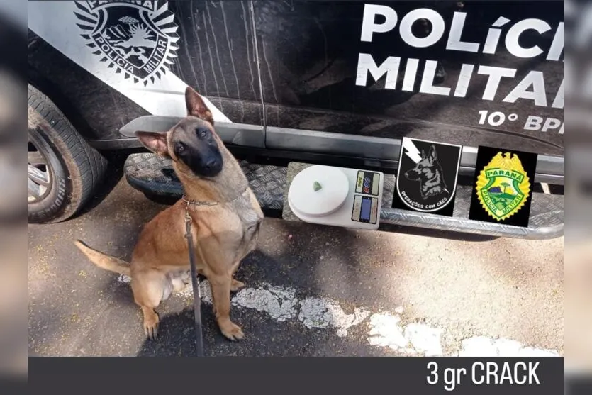  Polícia contou com a ajuda do cão farejador Buddy para achar a droga 