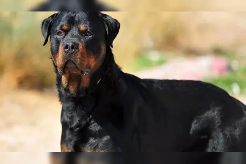 Rottweiler ataca crianças em praça de Apucarana e gera preocupação