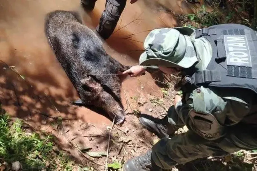  A Polícia Ambiental ainda apreendeu 25 quilos de porco queixada e cinco quilos de pássaro macuco abatidos 