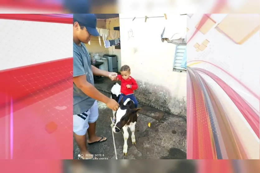  Animal é alegria de crianças de uma família de Apucarana 