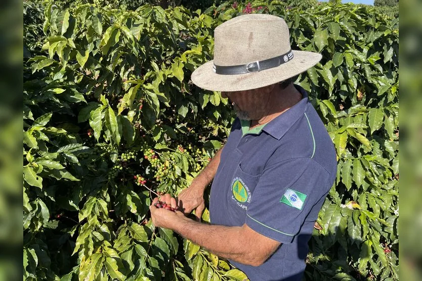  Nilton Fornaciari, presidente da Cooperativa dos Cafeicultores do Pirapó 