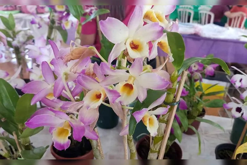  16ª Exposição e Vendas de Orquídeas de Jardim Alegre 
