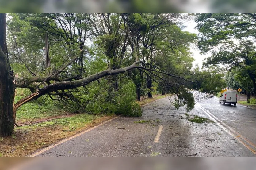  Árvore caiu na Avenida Governador Roberto da Silveira 