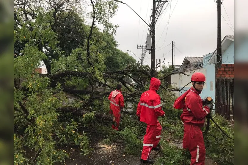 Árvore de grande porte cai e interdita Avenida Aviação em Apucarana