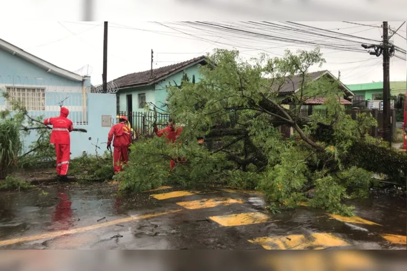 Árvore de grande porte cai e interdita Avenida Aviação em Apucarana