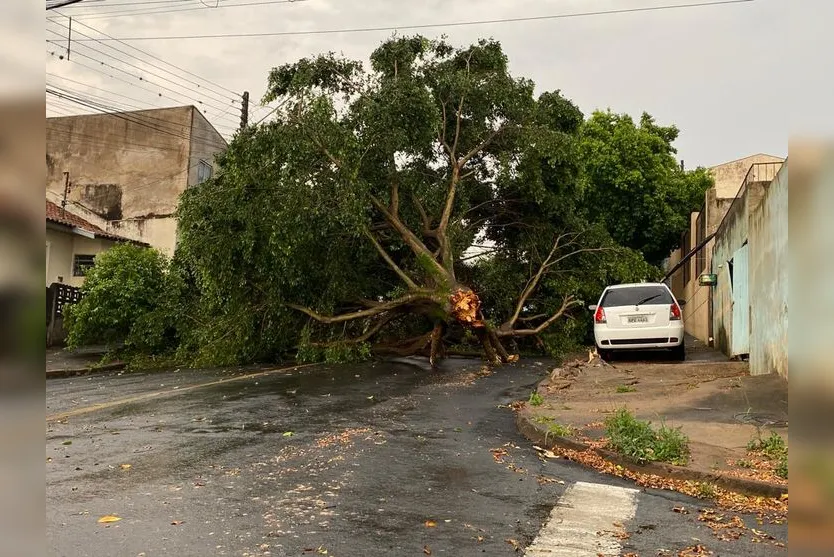 Árvore de grande porte caiu em Apucarana 