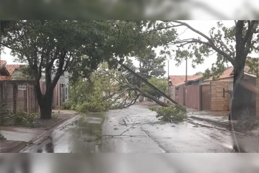  Árvores caíram em pontos da cidade 