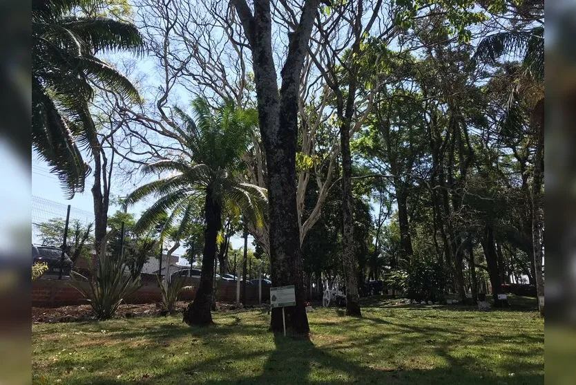  Árvores são preservadas e usadas como exemplo de preservação 