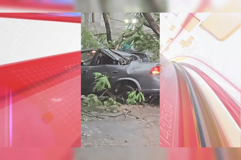  Carro atingido por árvore em Apucarana 