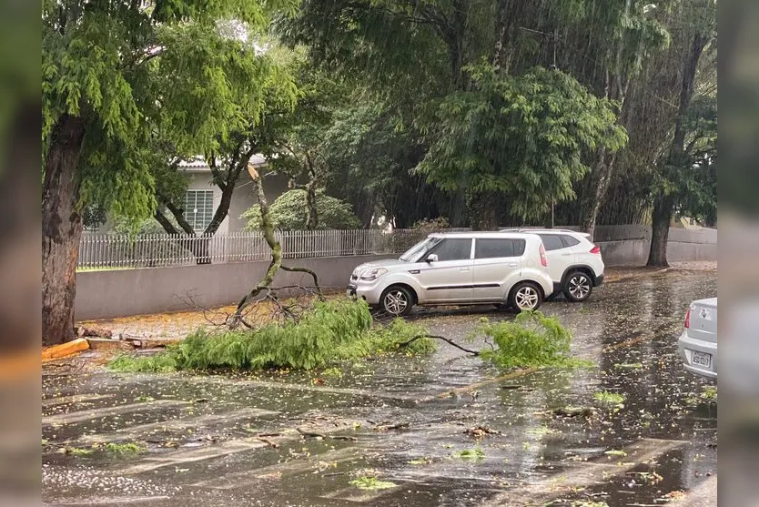  Galhos caíram na região da Capela Mortuária 