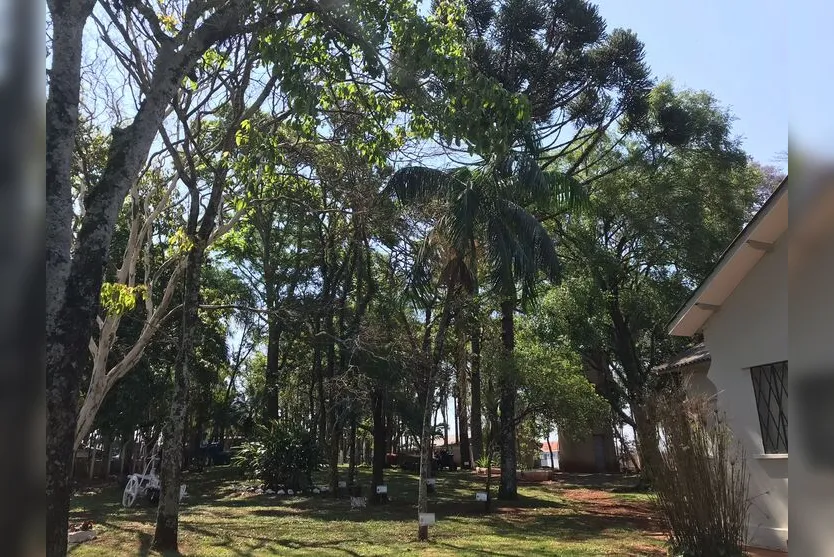  Ipê, paineira, peroba, pinheiro do Paraná, pau-ferro e pau-brasil são algumas das espécies preservadas no colégio 