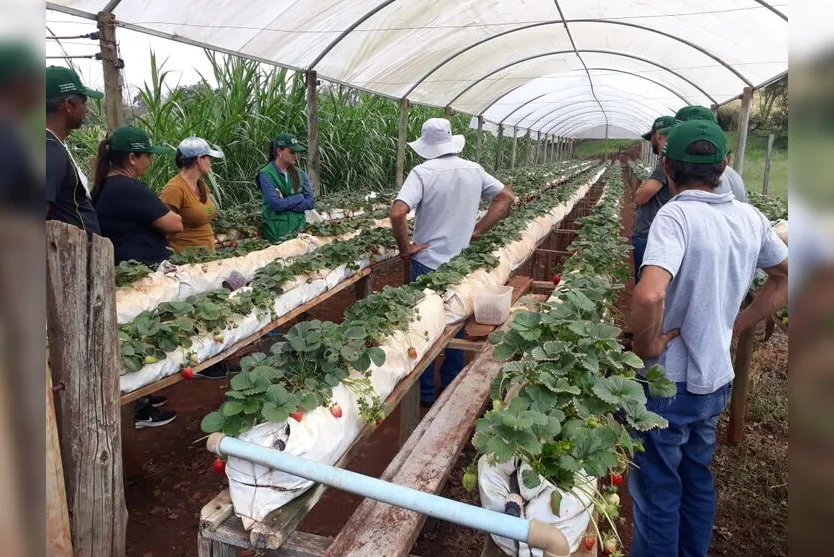  O curso de cultivo de morangos tem carga horária de 24 horas 