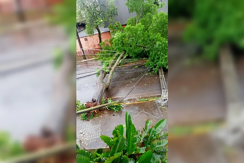  Queda de árvore na Rua Padre Severino Cerutti, região da Vila São José 