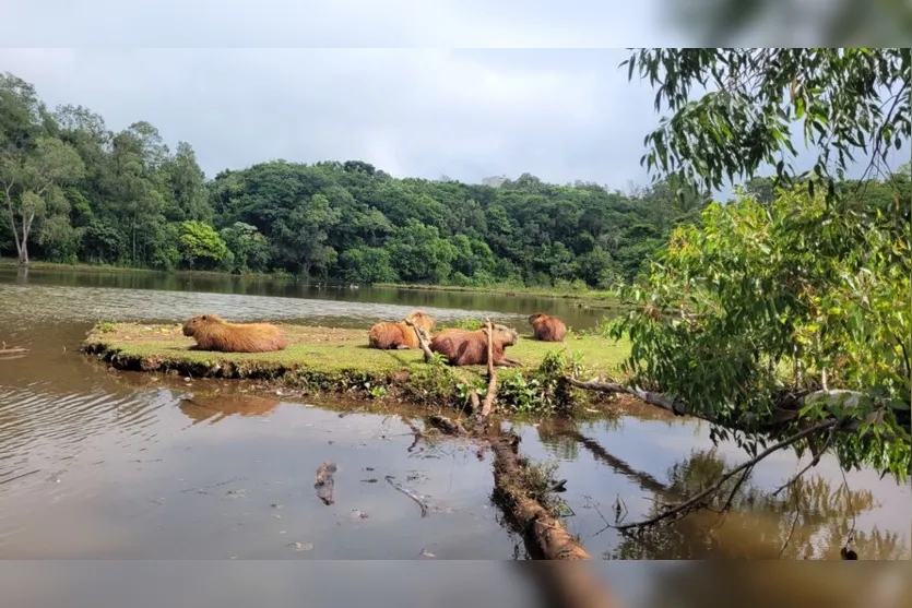  Roedoras herbívoras que podem chegar a 80 kg 