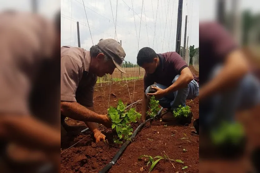  Mais de duas mil mudas de lúpulo foram plantadas na propriedade 