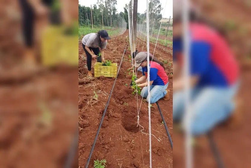  Mais de duas mil mudas de lúpulo foram plantadas na propriedade 