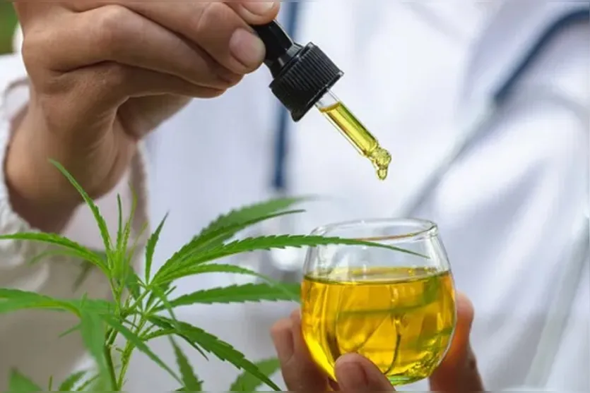  Cannabis medicinal é indicada para tratamento de várias doenças 