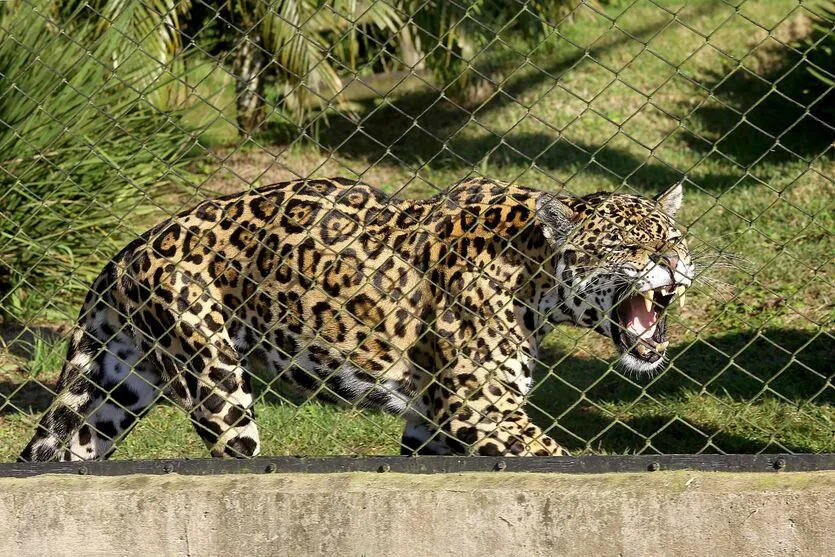 Paraná formata plano para estudar e proteger território das onças