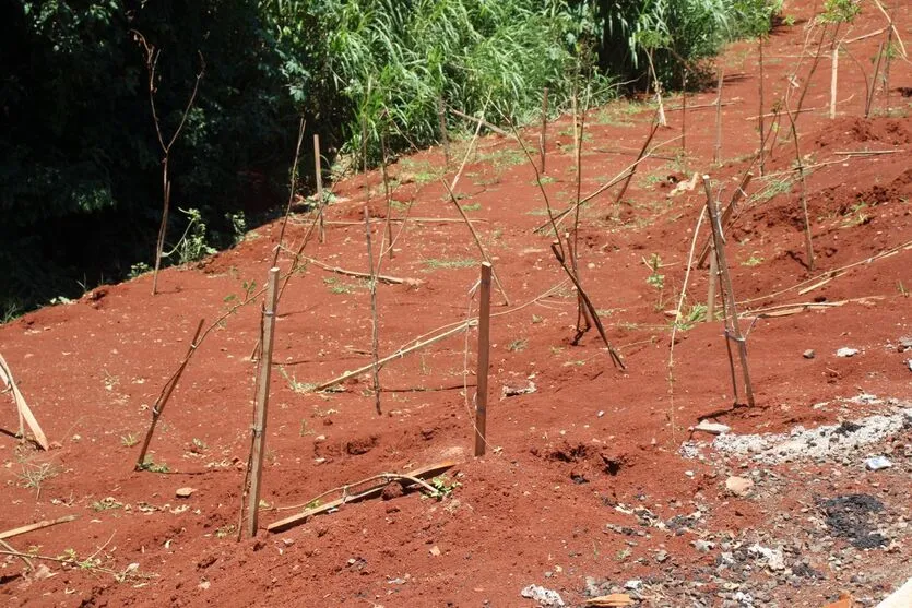 Obra da 'Rua Patativa' chega ao final e recebe plantio de 600 árvores