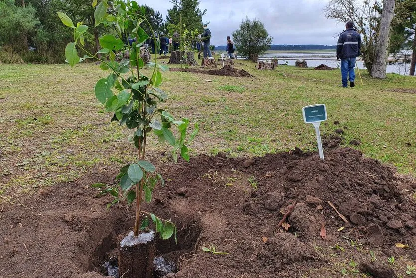 Paraná alcançará 10 milhões de mudas plantadas em 2024