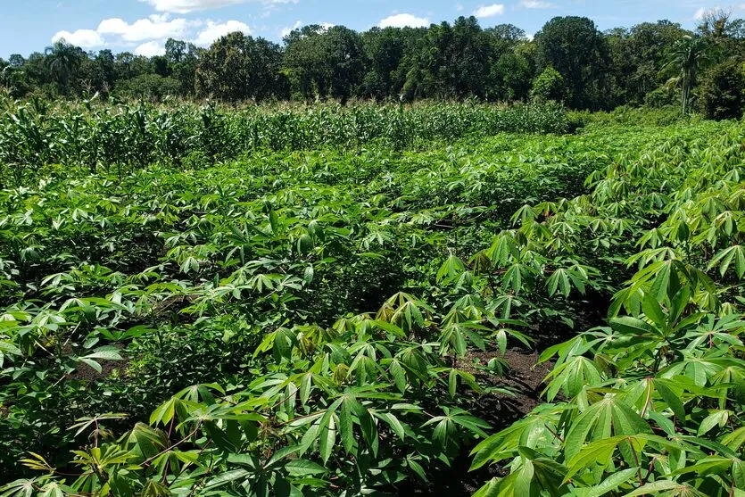  Produção rural e agroindústria transformam vida de família no litoral 