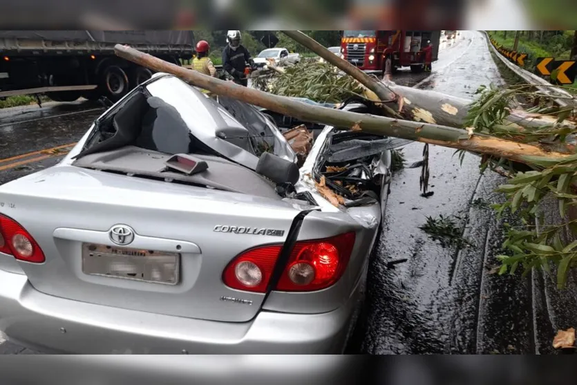  Veículo foi atingido pela árvore durante temporal 