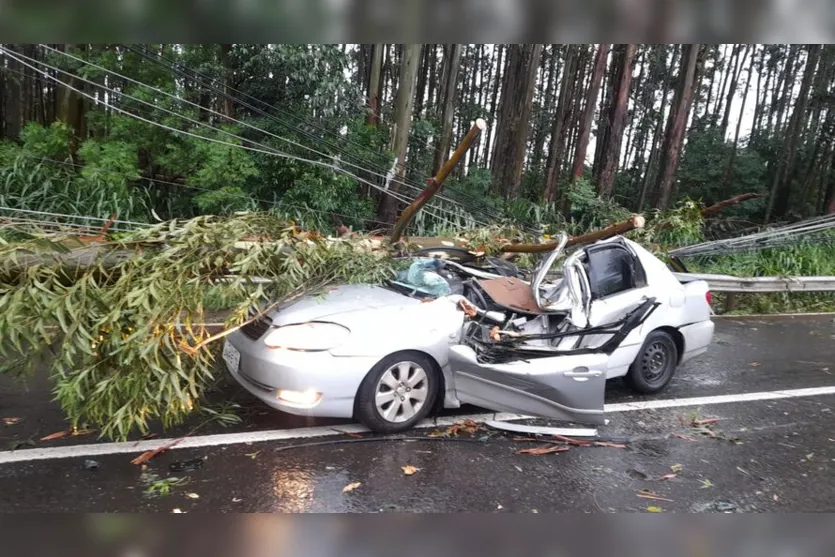  Veículo foi atingido pela árvore durante temporal 