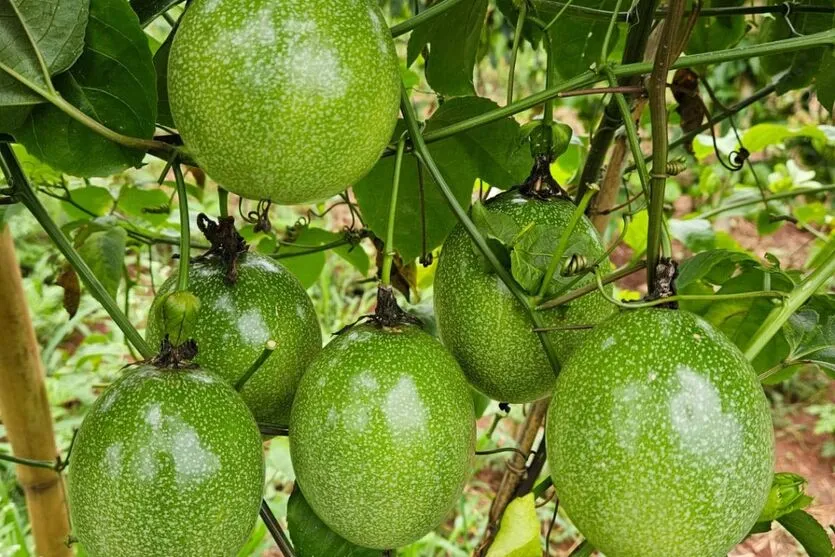 Com apoio do Estado, agricultores investem na produção de maracujá