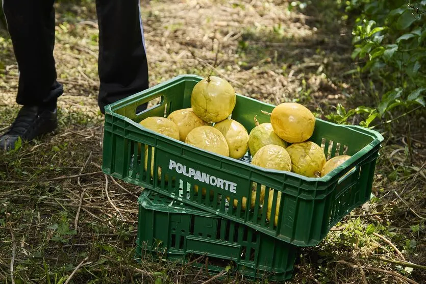  Com garantia de venda, agricultores familiares investem na produção de maracujá 