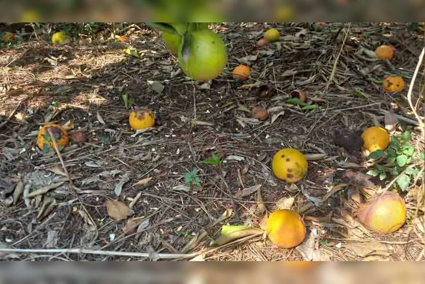  O Greening, principal praga que afeta os citros no mundo 