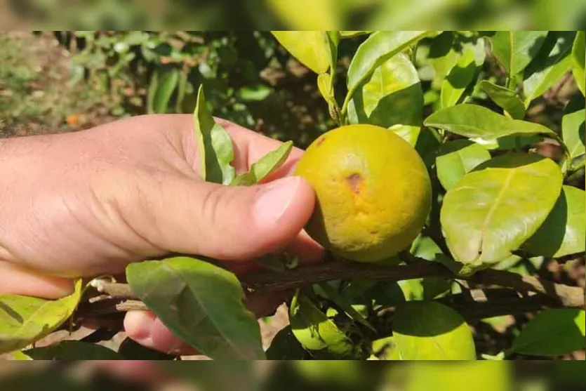  O Greening, principal praga que afeta os citros no mundo 