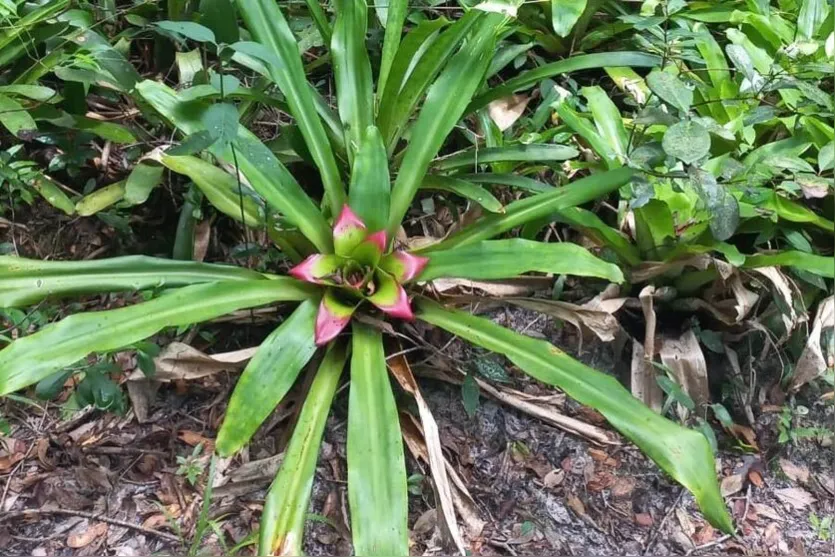 Parques do Paraná têm flora rica e cores exuberantes; saiba quais