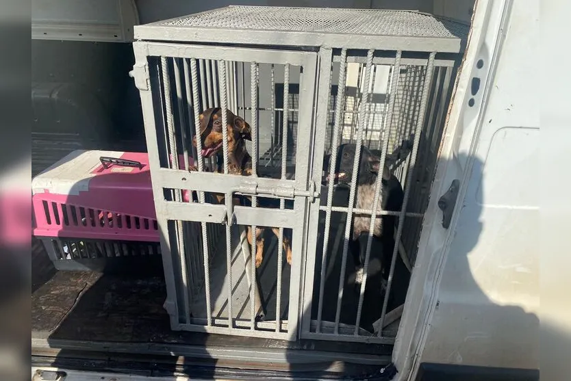 Polícia prende idoso por maus-tratos e resgata três cães em Apucarana