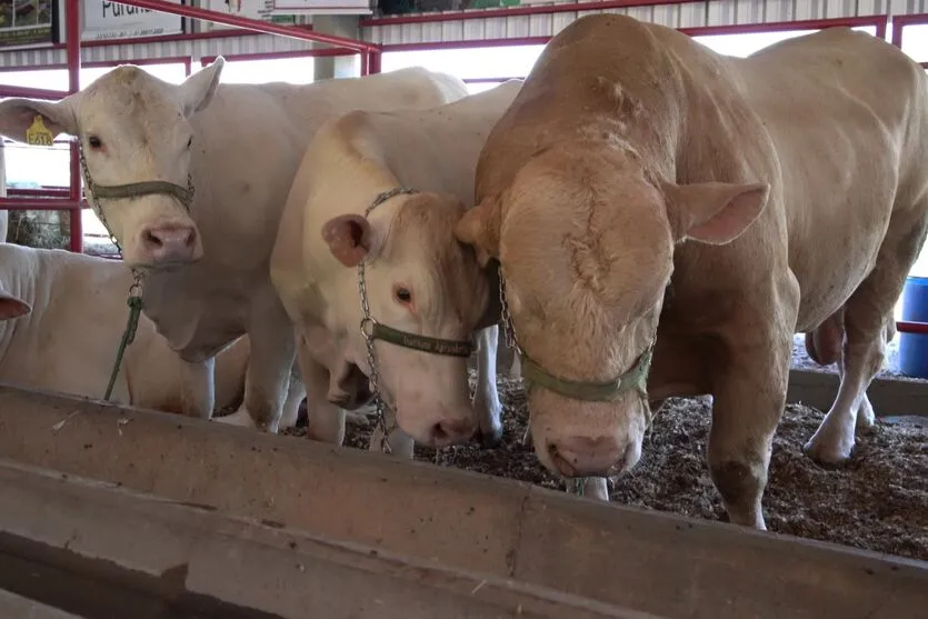 Show Rural terá raça Purunã, dicas sobre nutrição e técnicas de solo