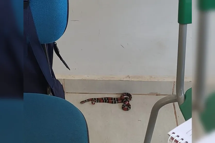  A cobra, que tem aproximadamente 50 centímetros, foi localizada dentro da sala de aula 