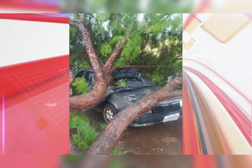  Árvore foi derrubada pela força do vento em Ivaiporã 